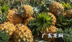 与菠萝相克的食物中毒 菠萝可以和玉米一起吃吗