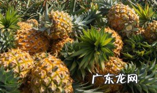 与菠萝相克的食物中毒 菠萝可以和玉米一起吃吗