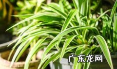 吊兰是水培好还是土培好 家里为什么不能养吊兰