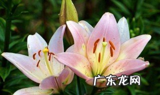 百合花的生长环境 百合花的生长环境描写