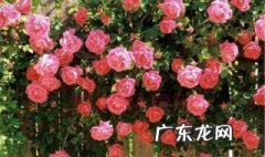 月季移植时间和方法 月季的移植时间和方法