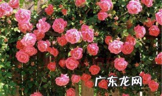 月季移植时间和方法 月季的移植时间和方法