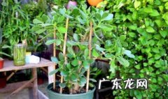 玉树夏季换盆可以修根吗 玉树夏天能换盆吗