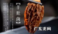 羊肚菌的做法怎么才好吃 羊肚菌的做法