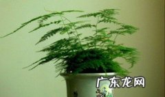 文竹的生根方法视频 文竹的生根方法