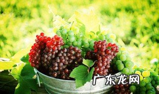 为什么院子不能种葡萄 为什么院子不能种葡萄树的原因