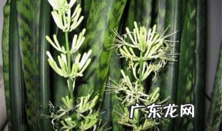 虎皮兰怎么养才能开花 虎皮兰开花图片