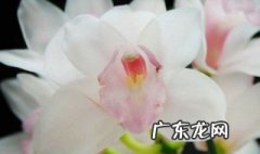 大花蕙兰烂根的救治方法 大花蕙兰烂根怎么办