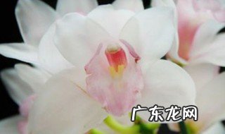 大花蕙兰烂根的救治方法 大花蕙兰烂根怎么办