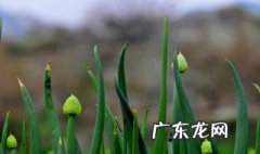 种大葱的详细步骤图片 种大葱的详细步骤