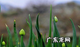 种大葱的详细步骤图片 种大葱的详细步骤