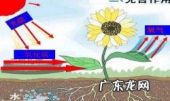 二氧化碳的用途 二氧化碳的用途初中化学