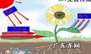 二氧化碳的用途 二氧化碳的用途初中化学
