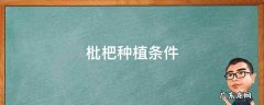 枇杷种植条件 枇杷种植气候条件