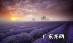 生活简单美好的句子 生活简单美好的句子,拿去发朋友圈吧
