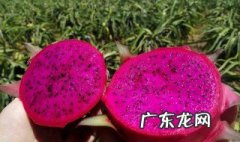 火龙果不能和什么一起吃 火龙果不能和什么一起吃 禁忌