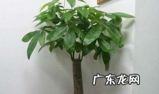 发财树放在家里哪个位置好