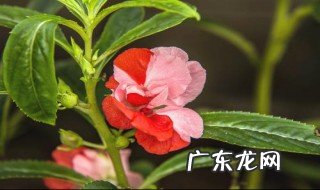 天然染指甲花是什么花 天然指甲花染发步骤