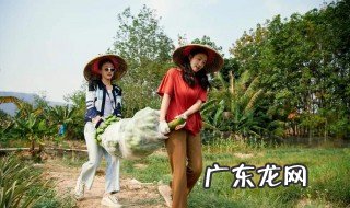 向往的生活陶虹哪一期