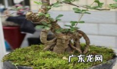 土栽和水培植物盆栽哪个好养活 土栽和水培植物盆栽哪个好?
