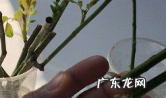 植物的什么部位能扦插成活 植物的什么部位能扦插