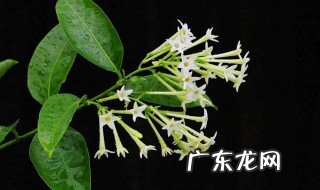 夜来香名字的含义 夜来香的名字是怎样来的