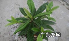 枇杷树在北方如何种植 枇杷树在北方能栽活吗