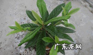 枇杷树在北方如何种植 枇杷树在北方能栽活吗