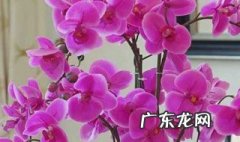 蝴蝶兰放在卧室有毒吗 蝴蝶兰放在卧室有毒吗安全吗