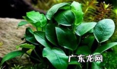 水榕叶子发黑怎么办 水榕叶子发黑怎么办视频