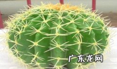 仙人球用沙还是用土好 仙人球是用土种还是用沙种啊