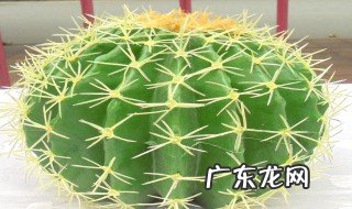 仙人球用沙还是用土好 仙人球是用土种还是用沙种啊