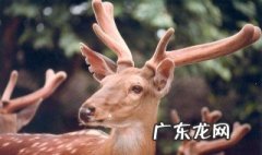 鹿茸是鹿的什么部位? 鹿茸是鹿的什么部位