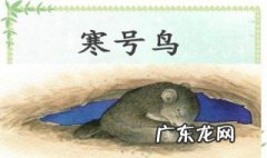 寒号鸟是什么 寒号鸟是什么样子