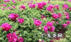 牡丹和芍药有什么关系 牡丹和芍药有什么区别