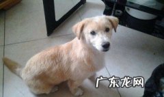 两个月的土狗喂什么狗粮 两个月的土狗喂什么