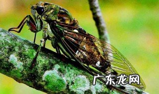 蝉蛹的功效与作用 蝉蛹的功效与作用点