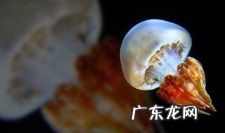 生物多样性是指什么多样性 生物多样性是指什么多样性呢