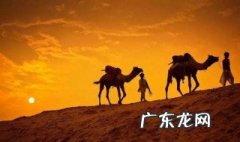 沙漠骆驼歌词