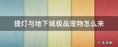 提灯与地下城宠物极品属性 提灯与地下城极品宠物怎么来