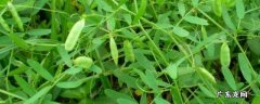 野豌豆苗可不可以吃 野豌豆苗吃法