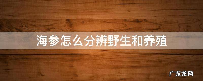 海参怎么分辨野生和养殖 海参怎么分辨是野生和养殖