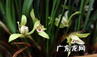 花中君子指的是什么四个字 花中君子指的是什么