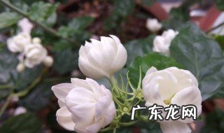 茉莉花最适合的温度 茉莉花最适宜的温度