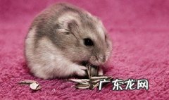 仓鼠适宜温度 仓鼠适宜温度湿度