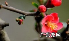梅花开的季节和月份 梅花开的季节和月份有关系吗