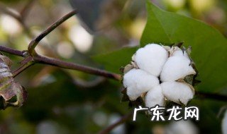 适宜棉花种植的自然条件是什么 适宜棉花种植的自然条件