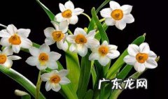 水仙花开花后怎么处理图解 水仙花开花后怎么处理