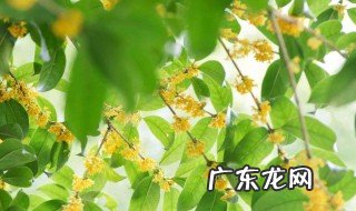 摘得桂花怎么处理 摘下来的桂花怎么处理
