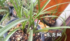 烂根怎么处理 发财树烂根怎么处理